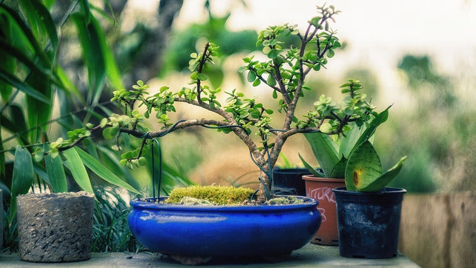 How to Put Together A Bonsai Kit for The Nature Lover in Your Life