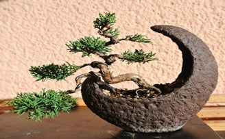 The Art of the Bonsai: How to Use Tree Training Wire