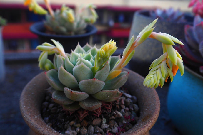 How to Create the Best Succulent Gift for Your Loved One