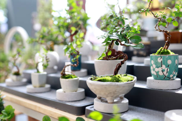 How Bonsai Shaped Modern Interior Design Trends