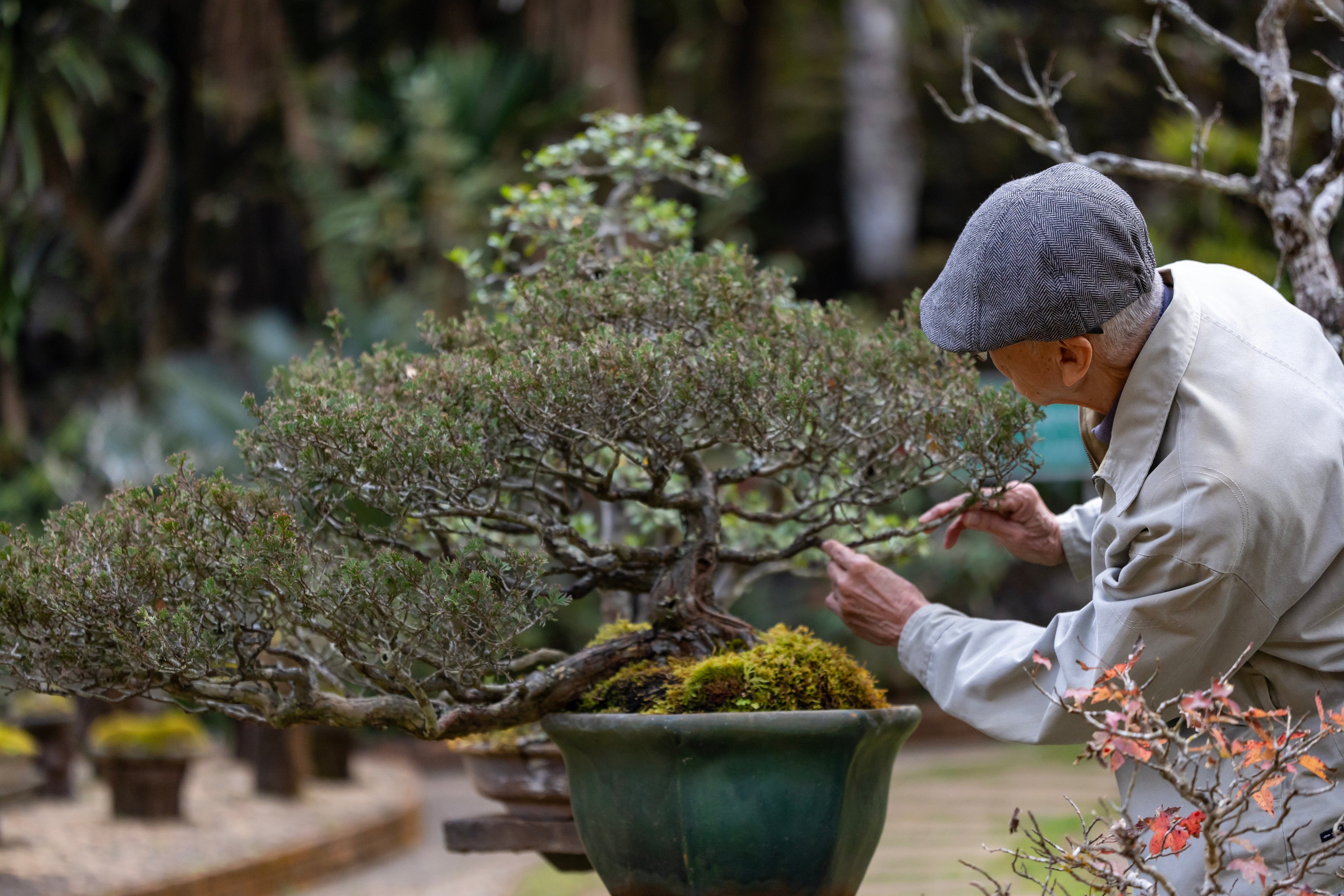 Windswept, Cascade, Upright: Discover the Most Stunning Bonsai Styles