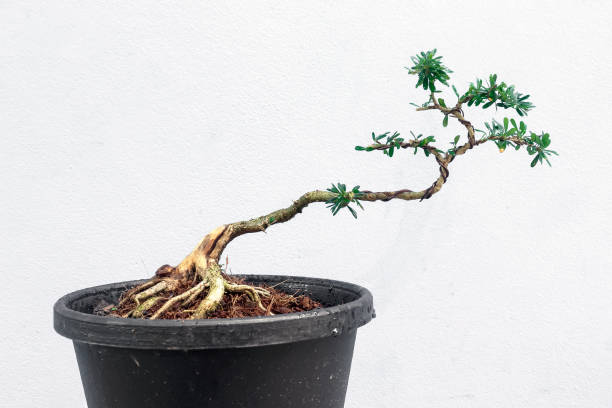 When Bonsai Branches Dry Out: Causes and Cures