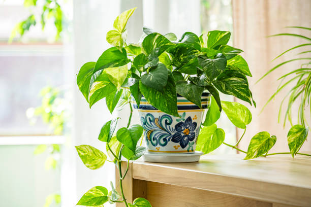 The Eco Benefits of Houseplants: Why It Matters More Than You Think