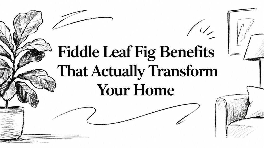 Fiddle Leaf Fig Benefits That Actually Transform Your Home