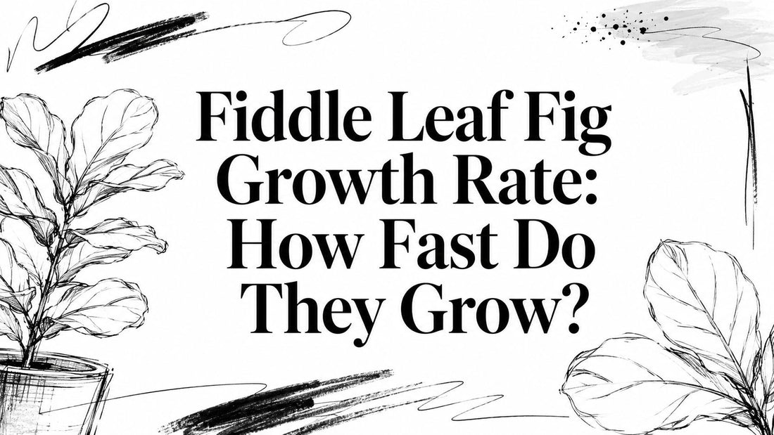 Fiddle Leaf Fig Growth Rate: How Fast Do They Grow?