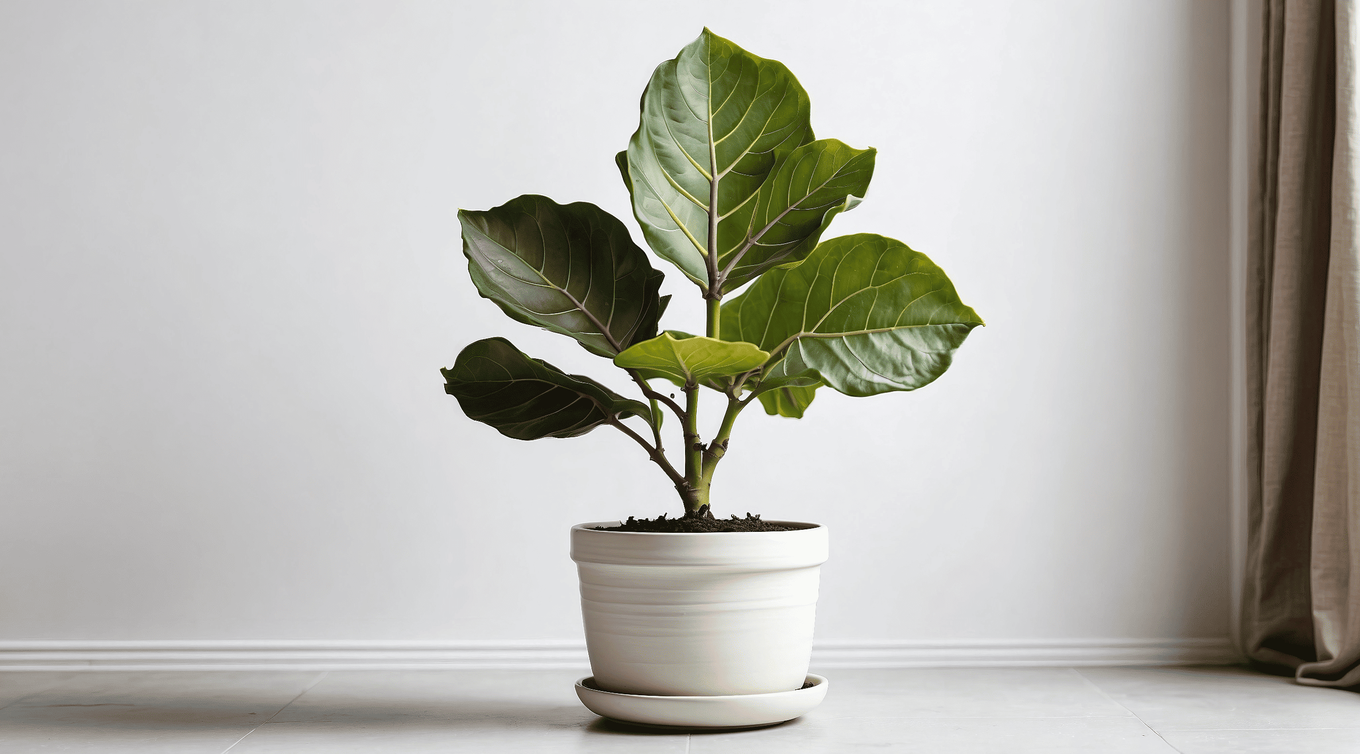 Fiddle Leaf Fig Magic: The Foolproof Way to Propagate