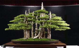 Types of Trees to Consider When Wanting to Grow A Bonsai Tree