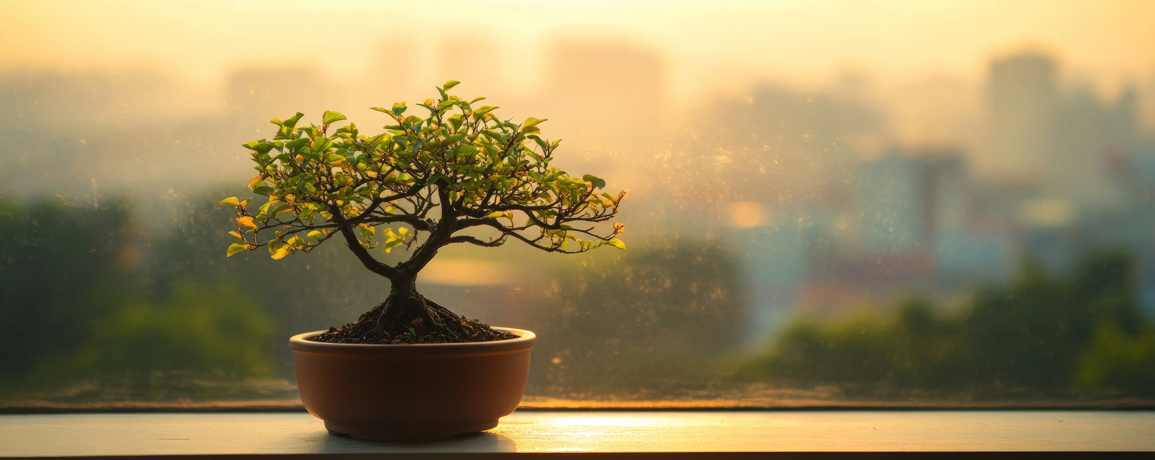 Growing Bonsai Indoors All Year Long: Expert Care Tips  Leaves and Soul