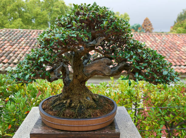 From Ancient Temples to Modern Homes: The Rich History of Bonsai