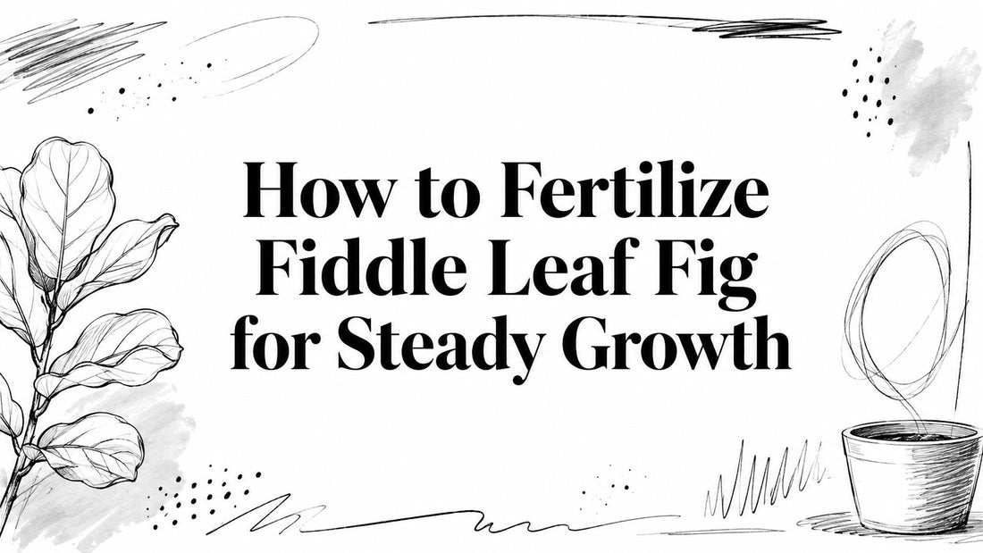 How to Fertilize Fiddle Leaf Fig for Steady Growth