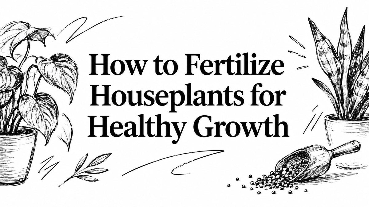 How to Fertilize Houseplants for Healthy Growth