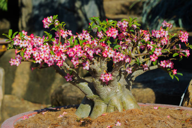 The Secret Timeline of Bonsai: How Long Until Yours Looks Majestic