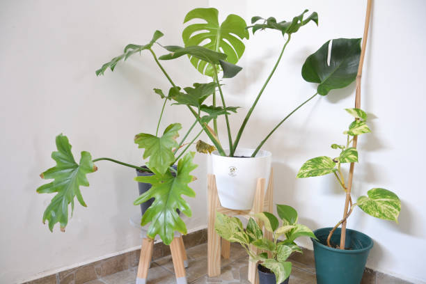 The Quickest Way to Fix Leggy Plants