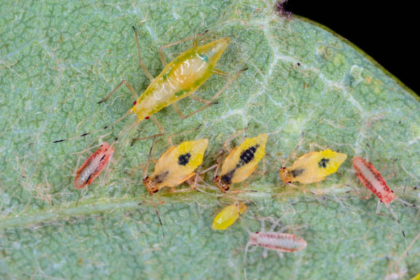 Battle Aphids and Spider Mites the Natural Way—No Chemicals Needed