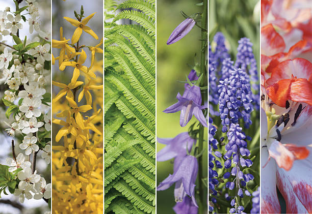 Best Plants to Melt Away Stress and Quiet the Mind