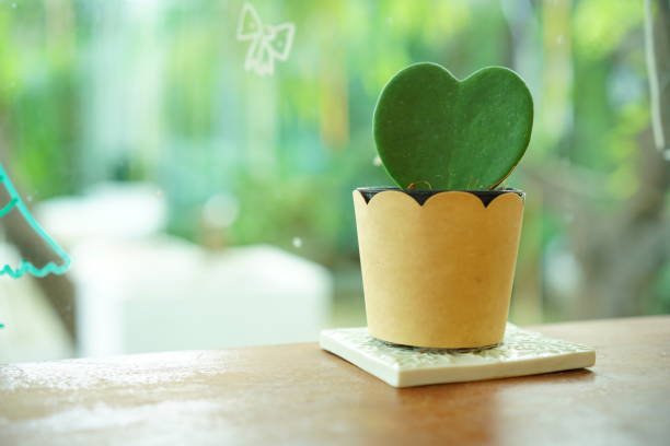 5 Unusual Indoor Plants That Will Wow Your Guests