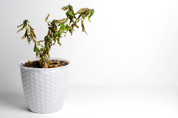 3 Fertilizing Mistakes That Are Silently Killing Your Plants