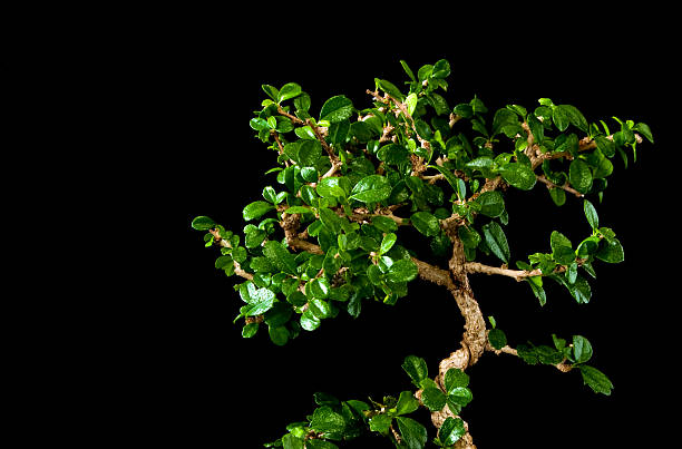 Fukien Tea Tree Bonsai: A Beautiful Flowering Tree You Can Grow at Home