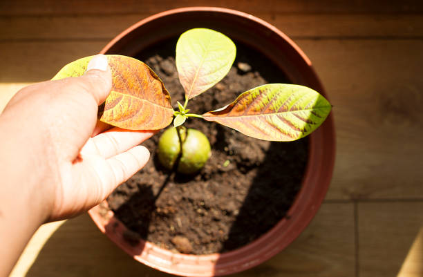 The Avocado Tree Growth Trick That Works Every Time