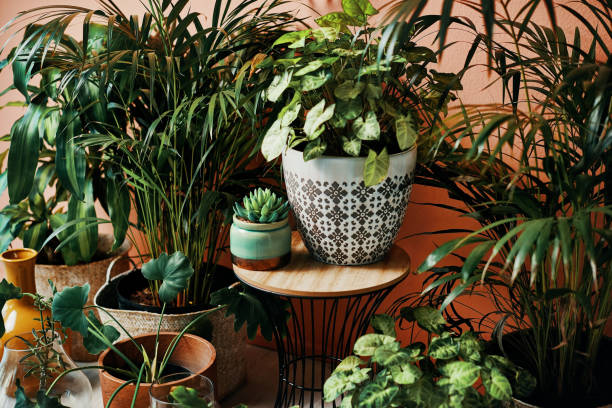 The Indoor Plant Humidity Hack Every Plant Parent Should Know