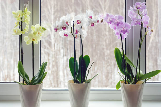 Why Your Plants Hate Winter: How To Keep Them Happy Indoors