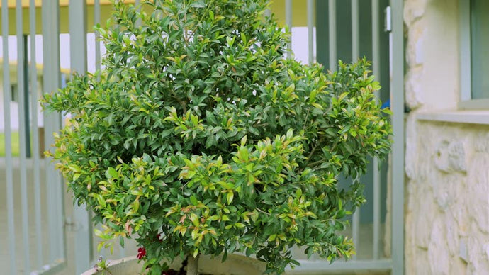 The Ultimate Guide To Brush Cherry Bonsai Care (Syzygium Buxifolium)