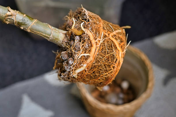 What Every Plant Parent Should Know About Root Bound Plants