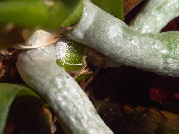 How to Spot and Stop Root Mealybugs Before They Spread