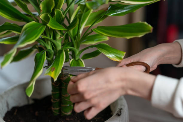 Why You Should Never Ignore Leaf Curl, And What It’s Telling You