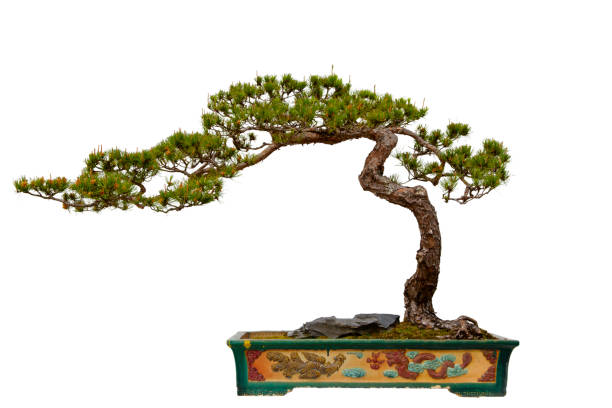 How to Grow a Bonsai Tree From Bonsai Seedlings – Complete Guide