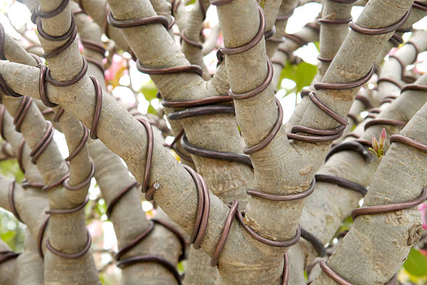 Bonsai Wiring 101: How to Shape Your Tree Without Damaging It