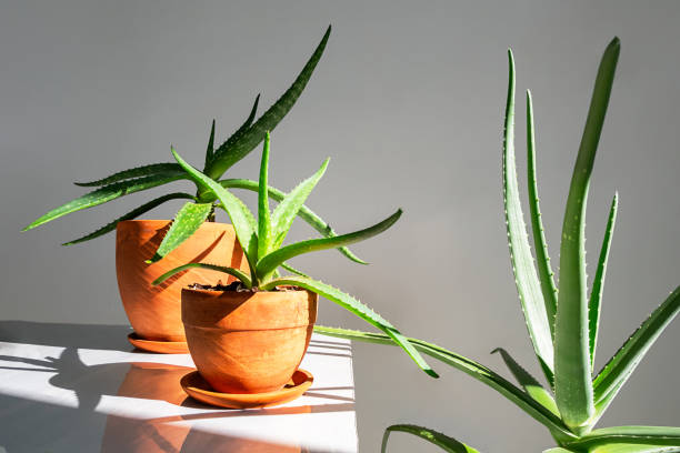 The Houseplant Lighting Guide No One Tells You About