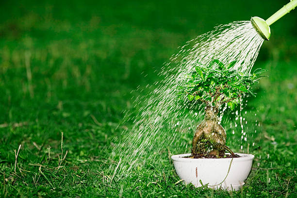 Bonsai Watering Secrets From Japanese Masters