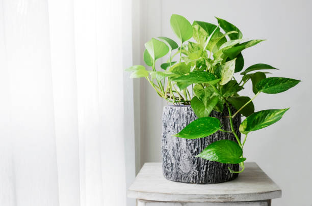 5 Fast-Growing Indoor Plants That Instantly Transform a Room