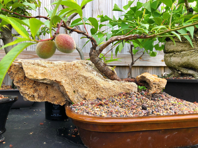 Complete Guide to Bonsai Peach Trees: Grow, Shape, and Enjoy Your Miniature Fruit-Bearing Masterpiece