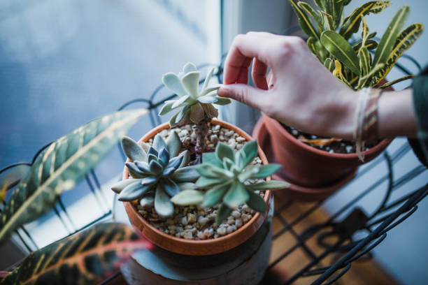 Succulent Summer Survival: The Watering Schedule That Really Works
