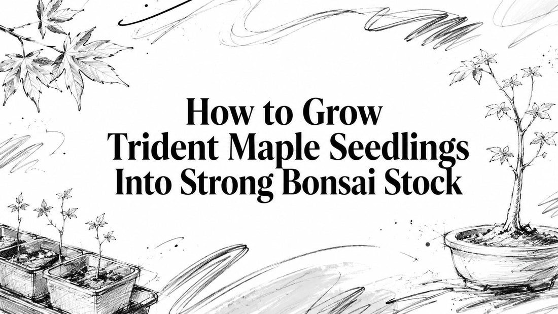 How to Grow Trident Maple Seedlings Into Strong Bonsai Stock