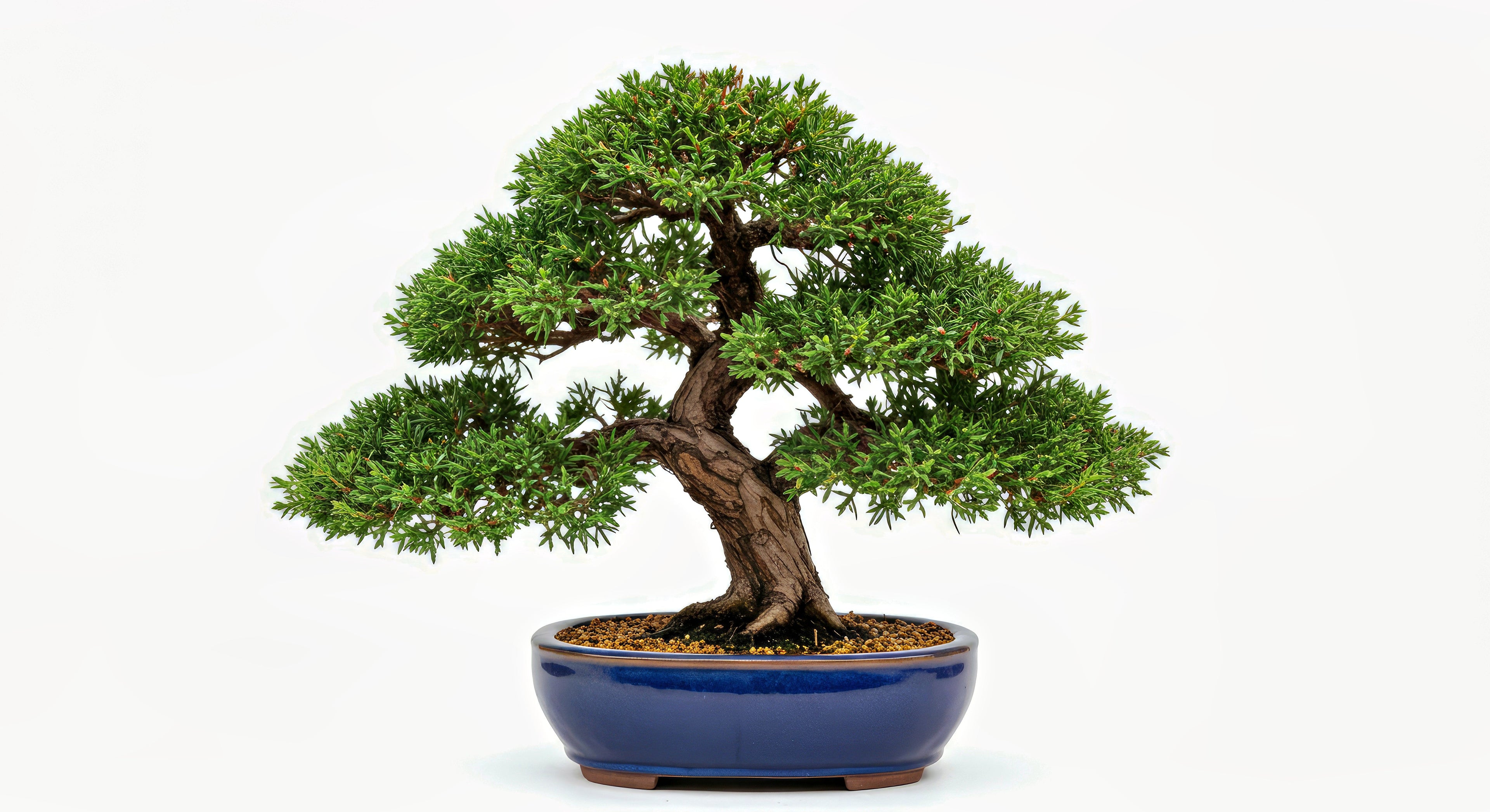 What’s the Secret to the Perfect Juniper Bonsai Soil Mix?