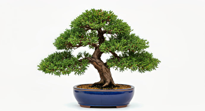 What’s the Secret to the Perfect Juniper Bonsai Soil Mix?