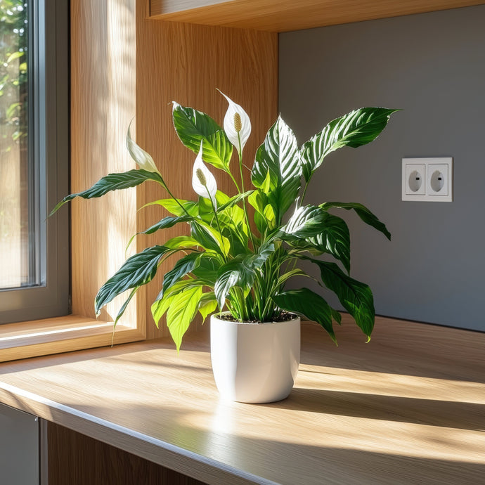 This One Fertilizer Hack Tripled My Peace Lily’s Blooms: Here’s How