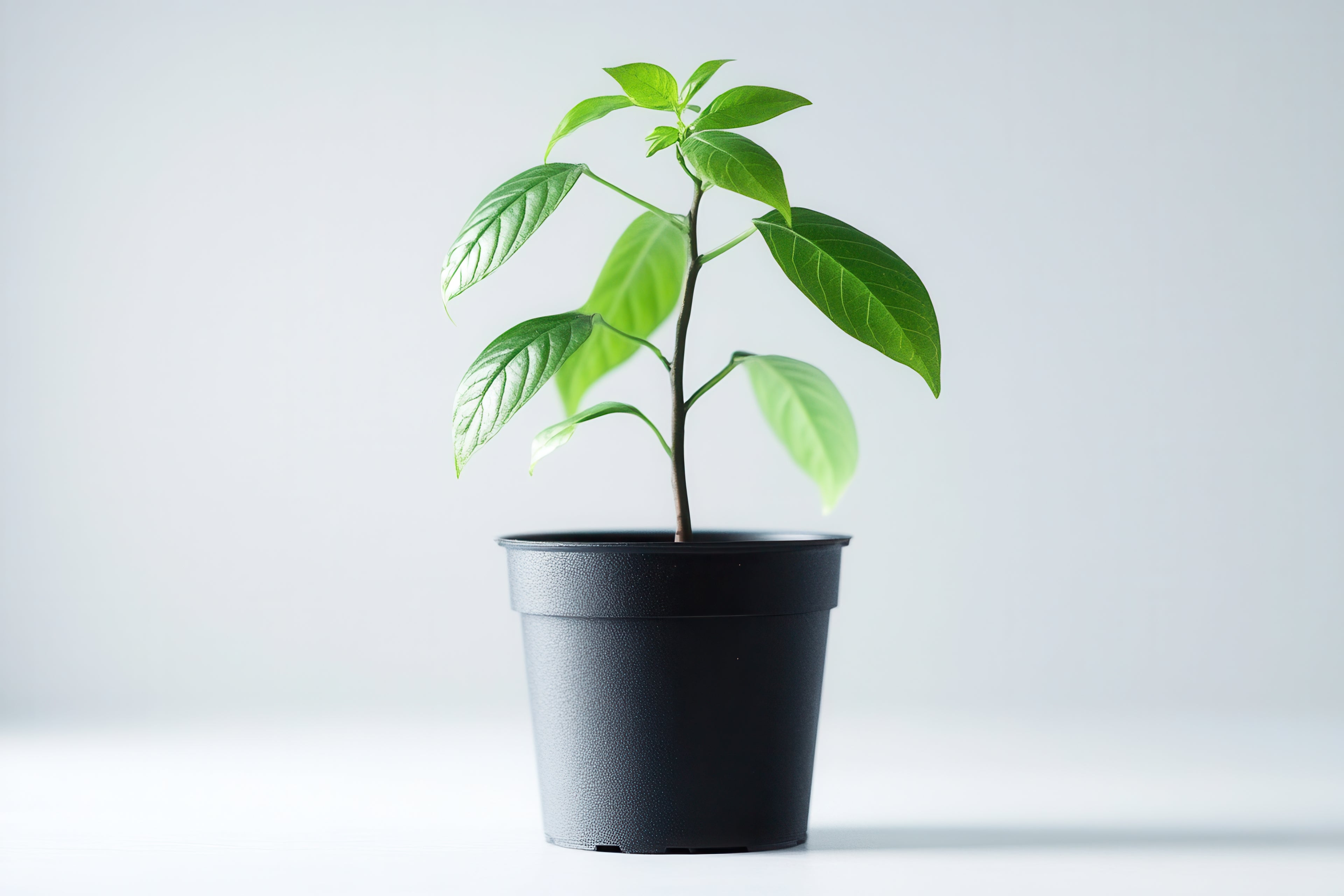 The Best Soil Mixes for Avocado Trees (Yes, Even in a Tiny Apartment)