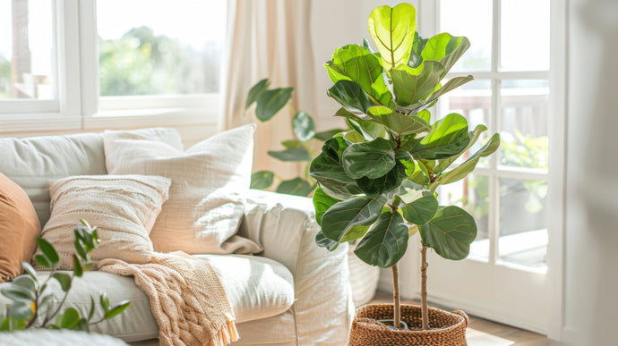 How to Keep Your Fiddle Leaf Fig from Getting Brown Edges