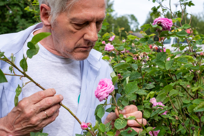 How to Read Your Plant’s Leaves Like a Pro