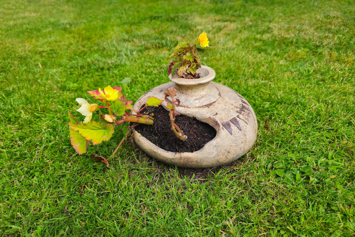 Why Some Plants Outgrow Their Pots Faster Than Others