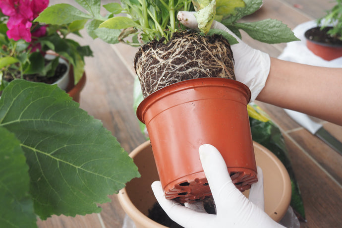 The Secret Life Of Roots: What Your Plants Wish You Knew About Soil pH