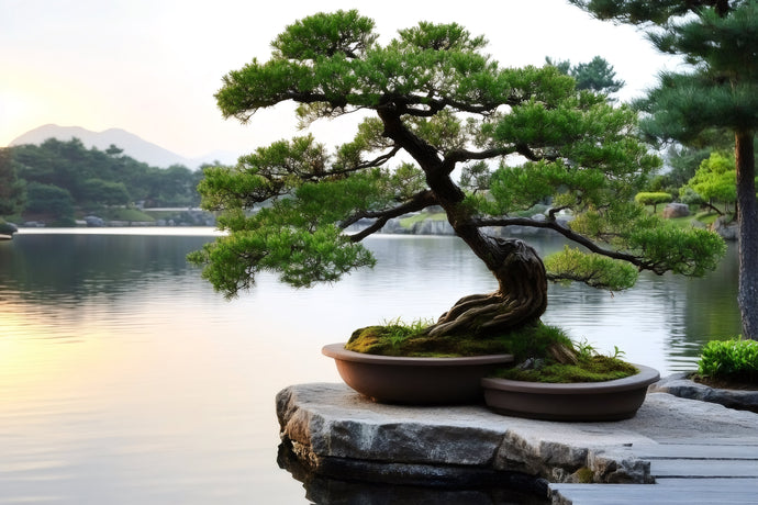 Bonsai Feeding Schedule: Monthly Plan for Miniature Giants