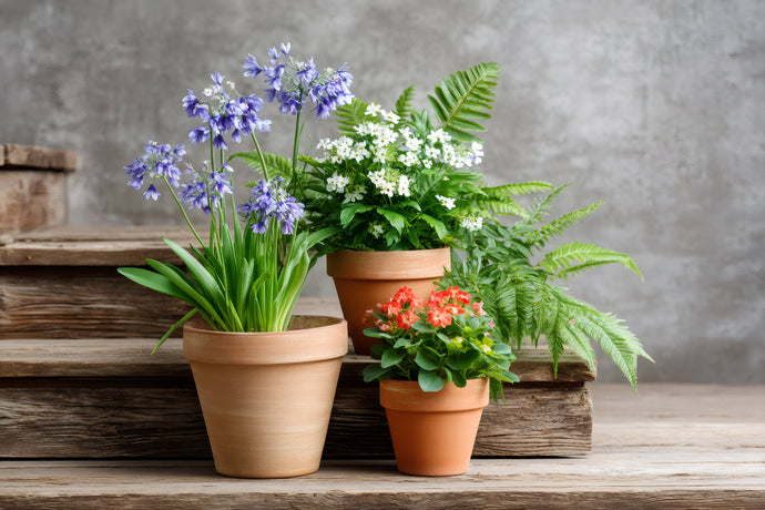 The Hidden Benefits of Clay Pots (and Why Plastic Isn’t Always Better)
