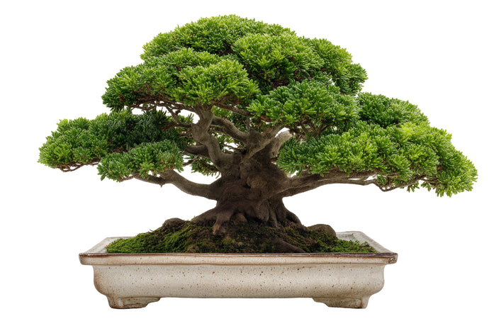 How to Train Your Bonsai Into a Masterpiece, Even as a Beginner