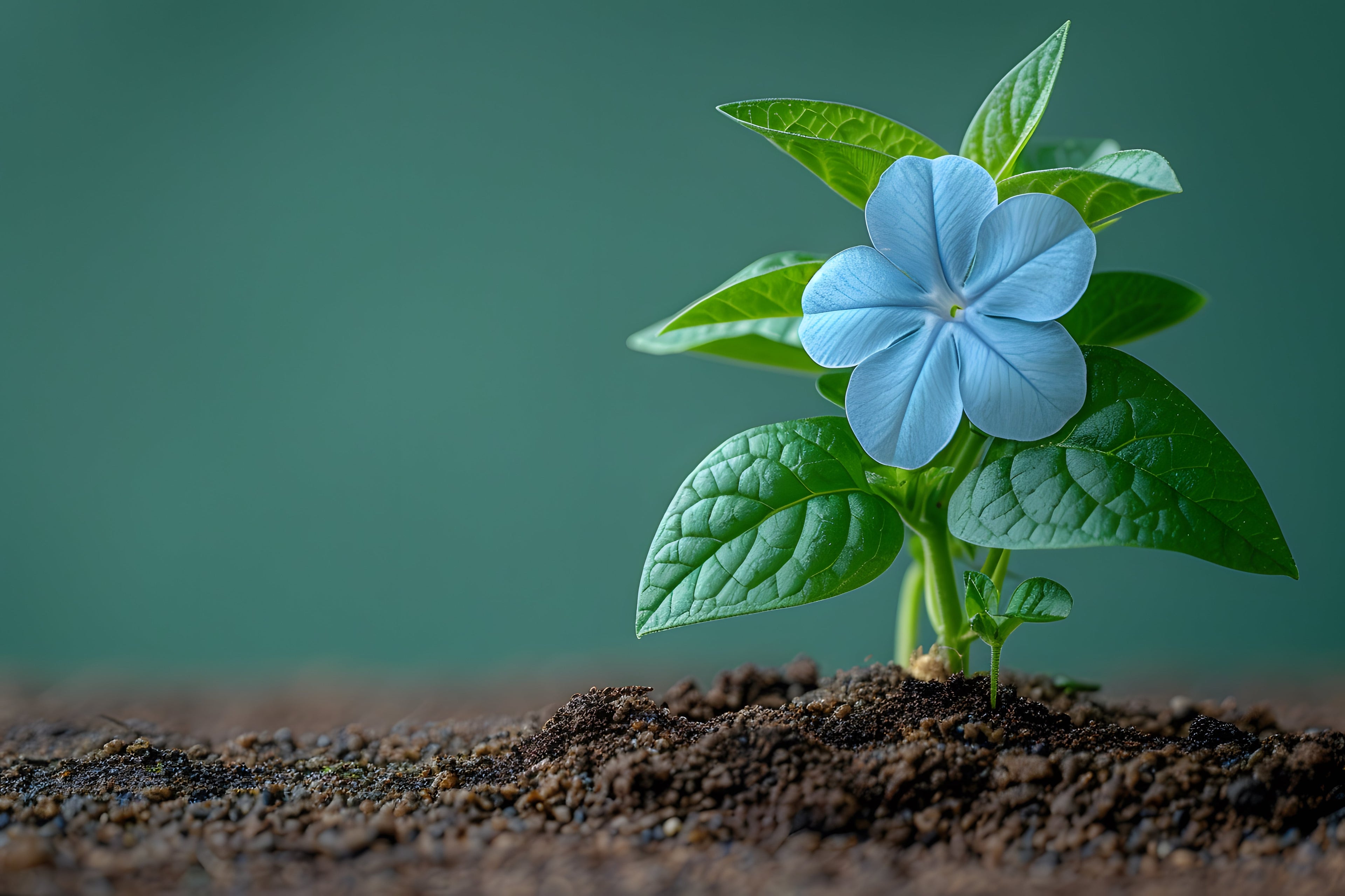 The Role of Microbes in Healthy Soil (and How to Encourage Them)