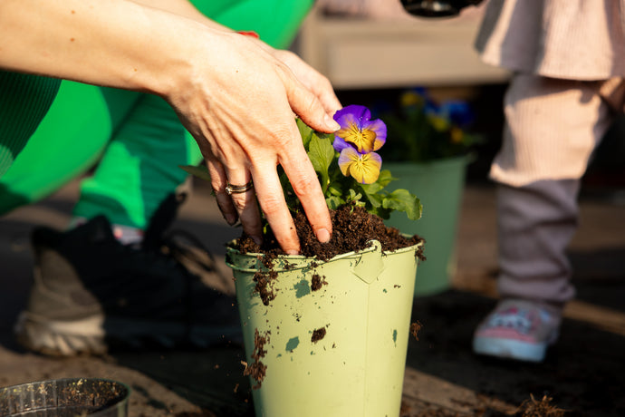 Why Repotting in Spring Can Transform Your Plant’s Health